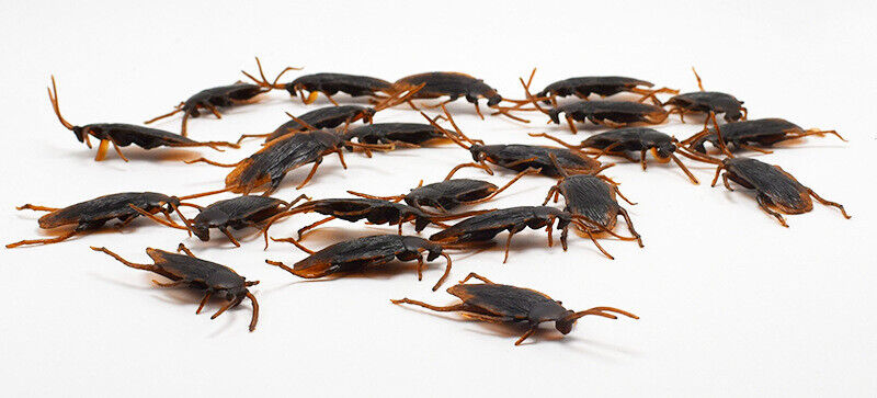 Lot de 12 Faux Cafard Farce Gag Fake Cockroach Prank